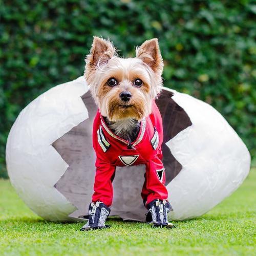 Petco's 'Make a Scene' Halloween Photo Contest was a Treat for All